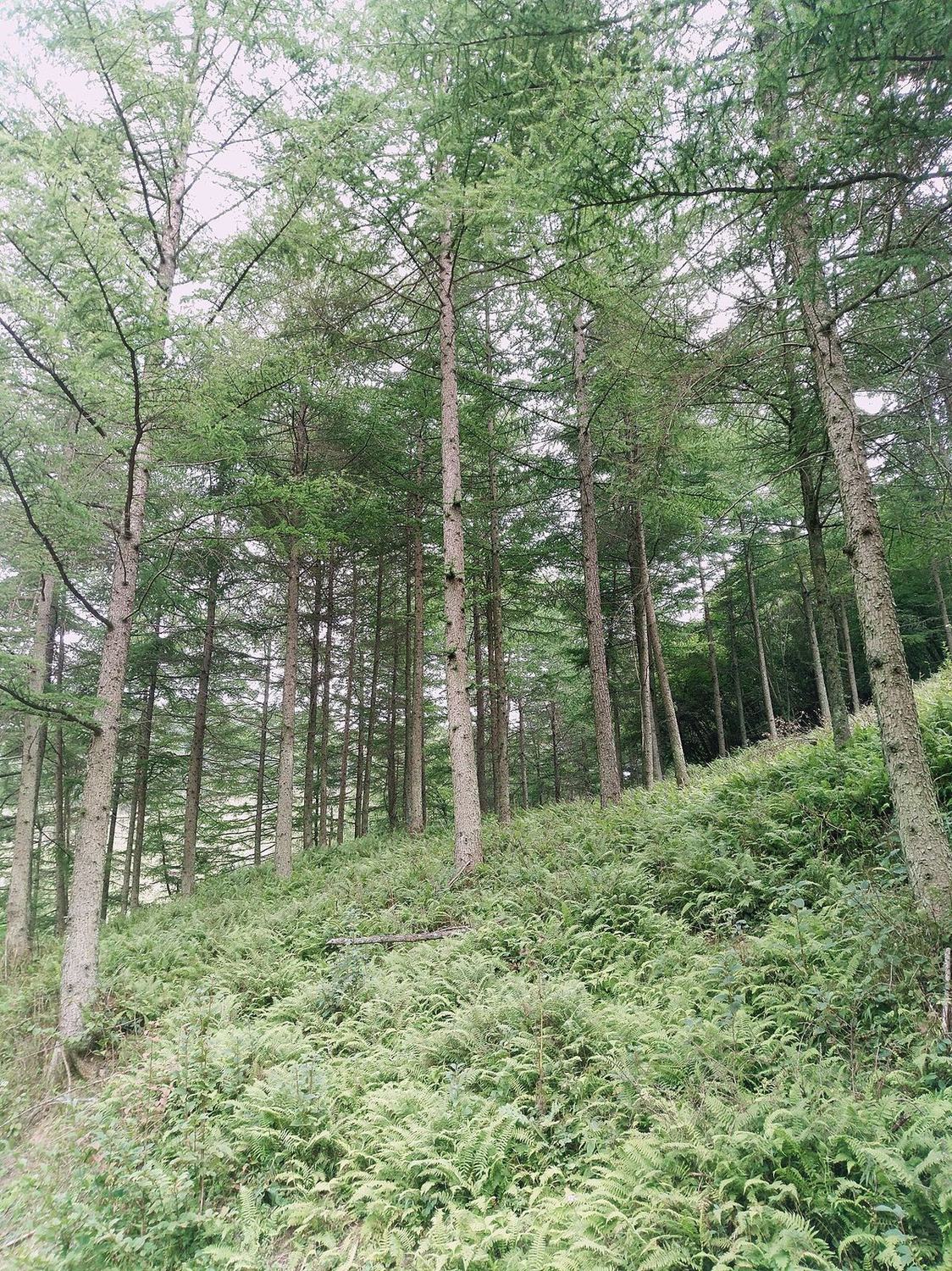 四川cities影像