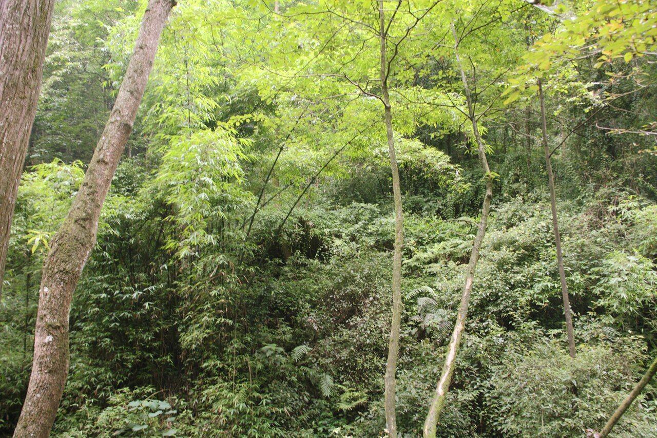 成都大熊猫繁育研究基地 实景