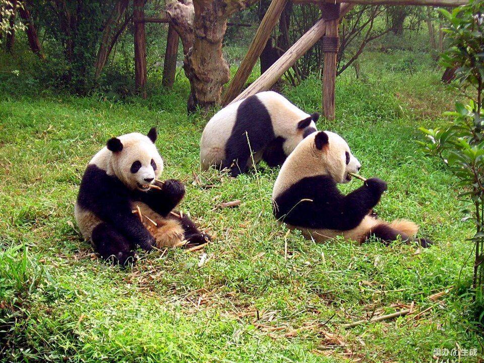 黄龙溪古镇