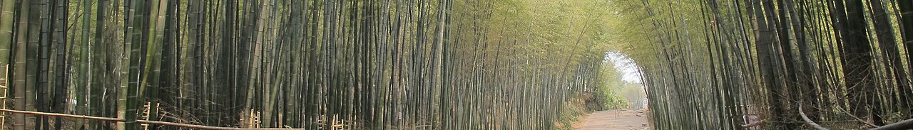 蜀南竹海宜宾 3 日 实景